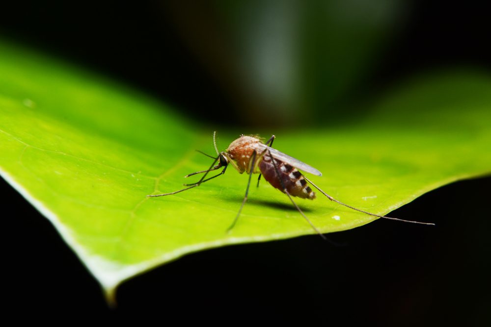 How to repel mosquitoes - feature image
