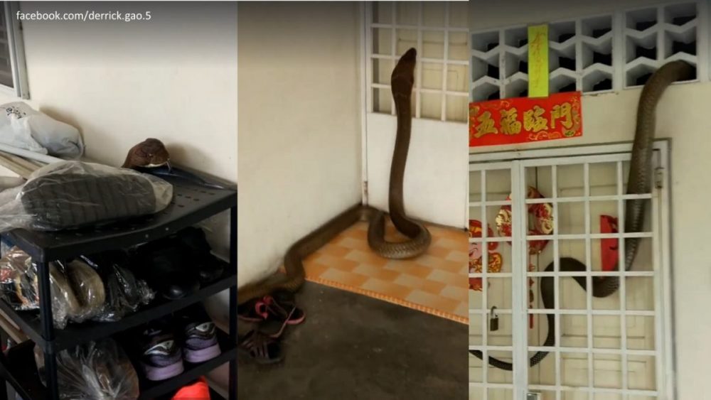 Snake entering house. Video by facebook user derrick.gao.5