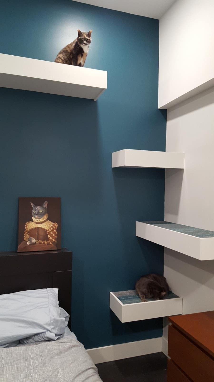 Install high shelves with carpet lining for your cats to perch on