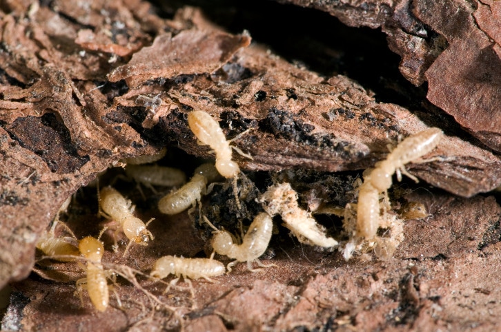 White dampwood termites chewing on an old log 