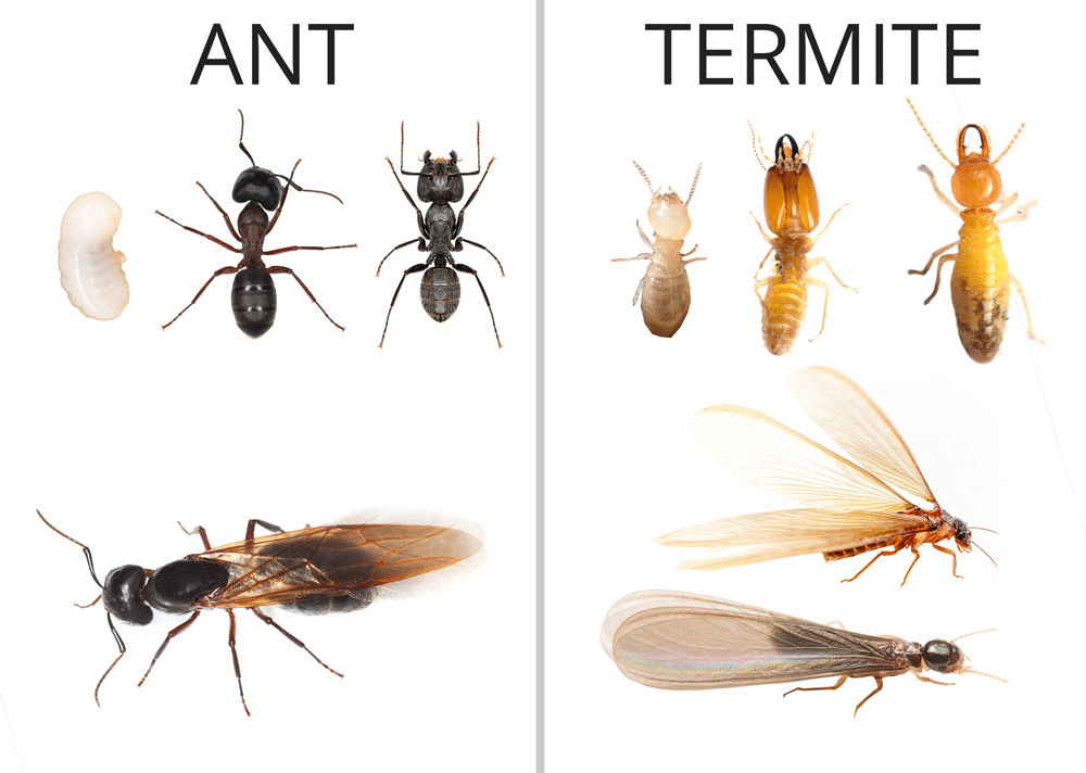 Difference between ants and termite species in growth stages