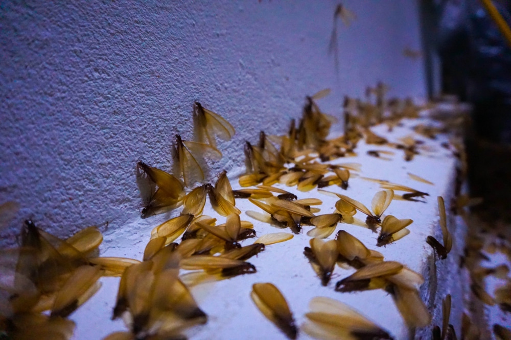 Swarm of drywood termites on a wall