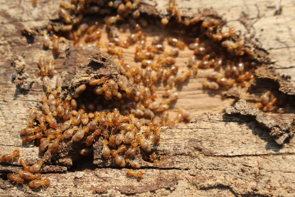 Subterranean termites swarming a piece of wood
