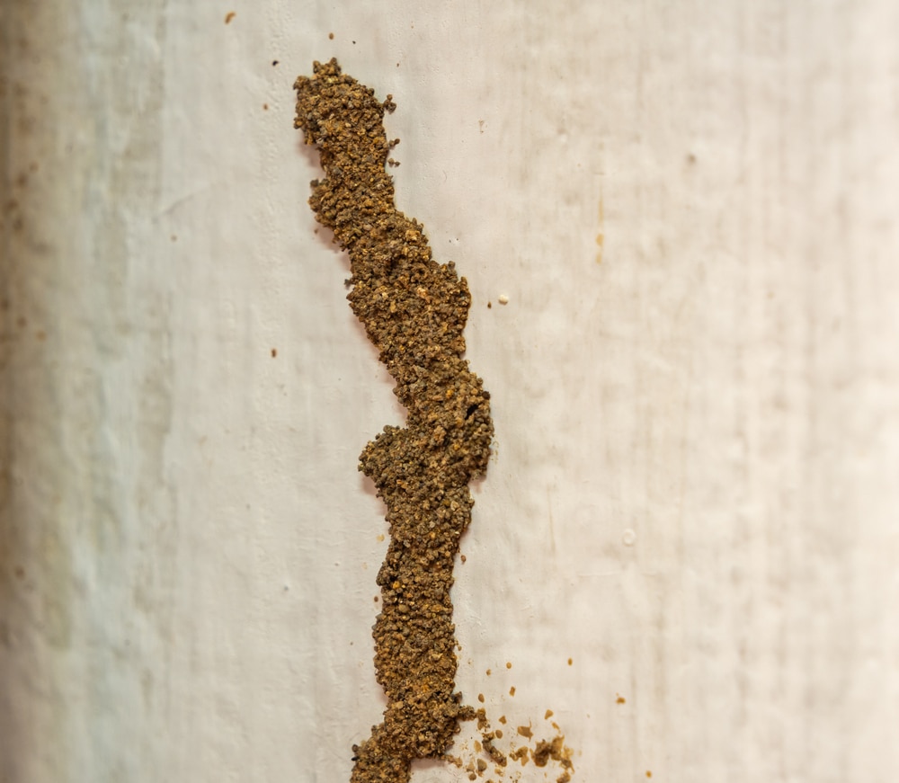 Termite mud tubes on walls