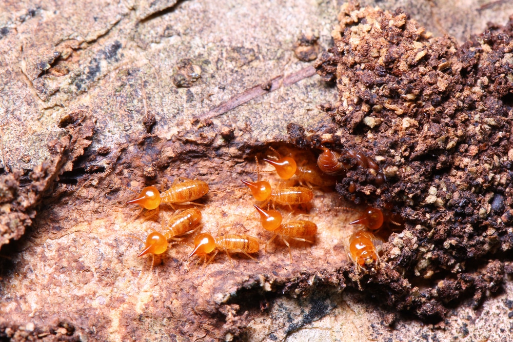 Conehead termites on a log