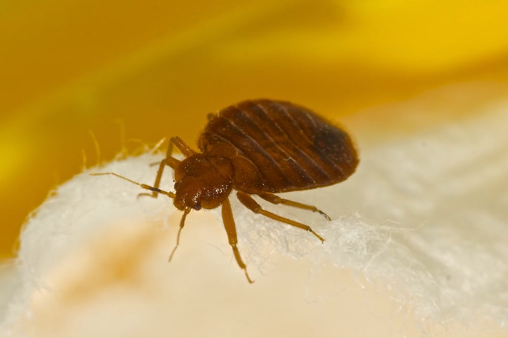 Bedbug infestation in the mattress