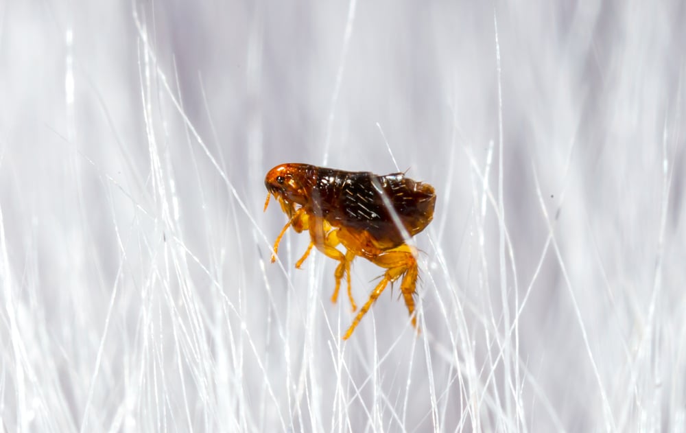 Fleas living inside pet's fur 