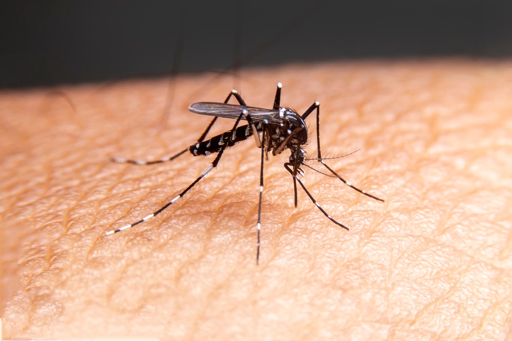 Mosquito biting hand carrying dengue virus