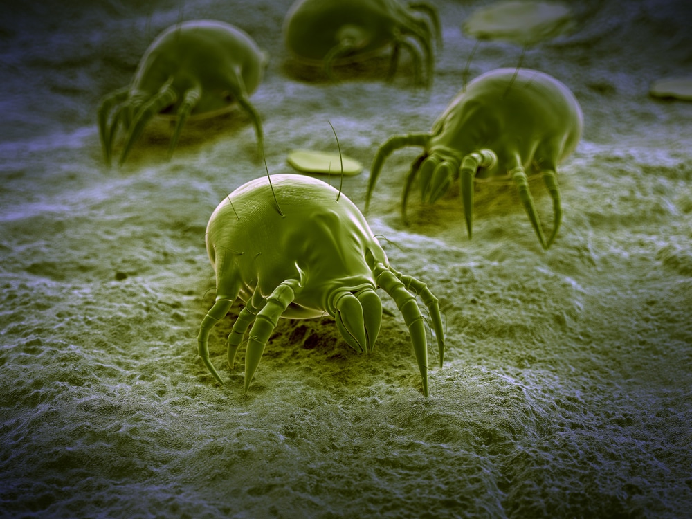 Scientific illustration of dust mites 