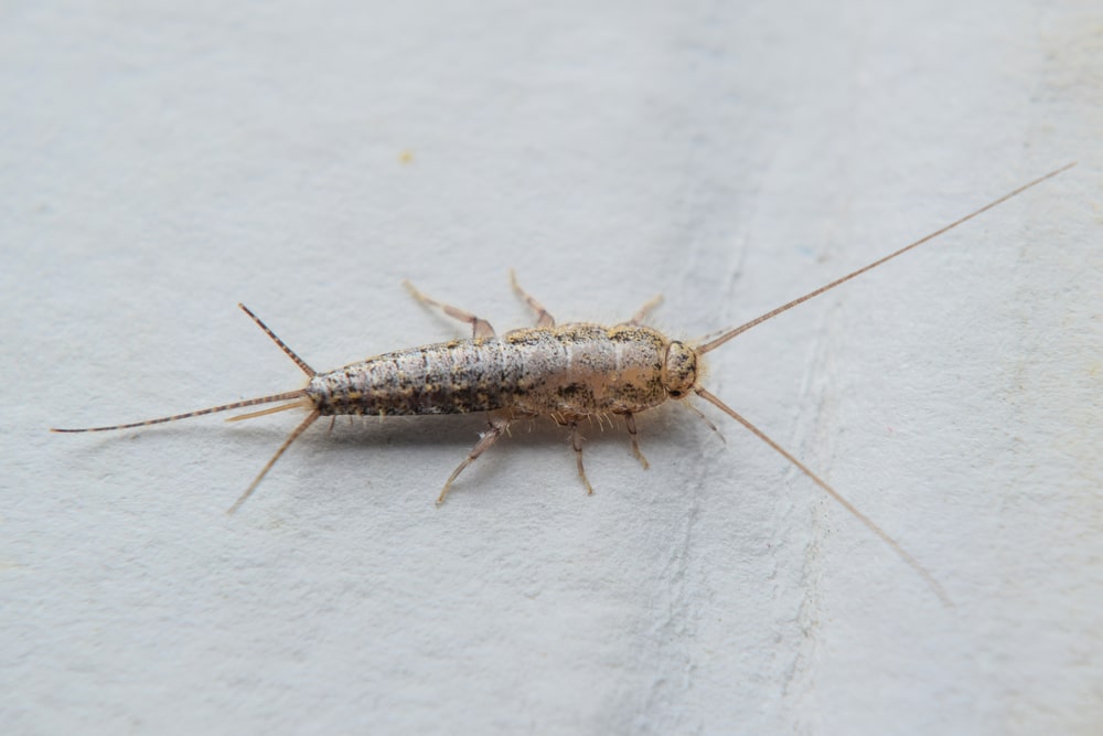 Silverfish insect on parchment