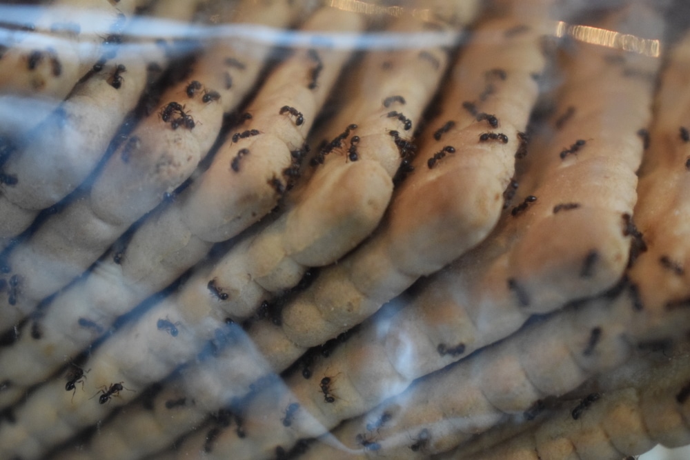 Ants infiltrating biscuit packet