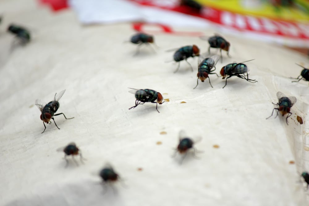 Swarms of flies in the house 