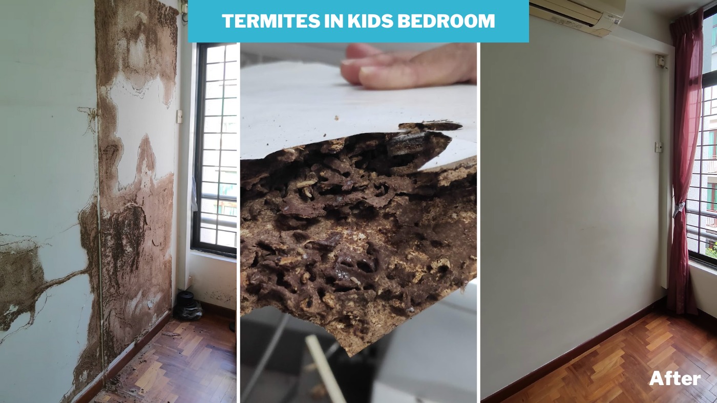 Termite Infested Shelf How We DESTROYED a Termite Infestation in This Kid's Bedroom - Recommend.my